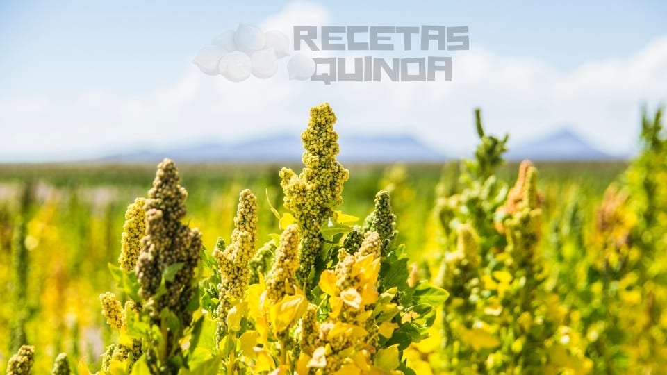 Recetas con Quinoa